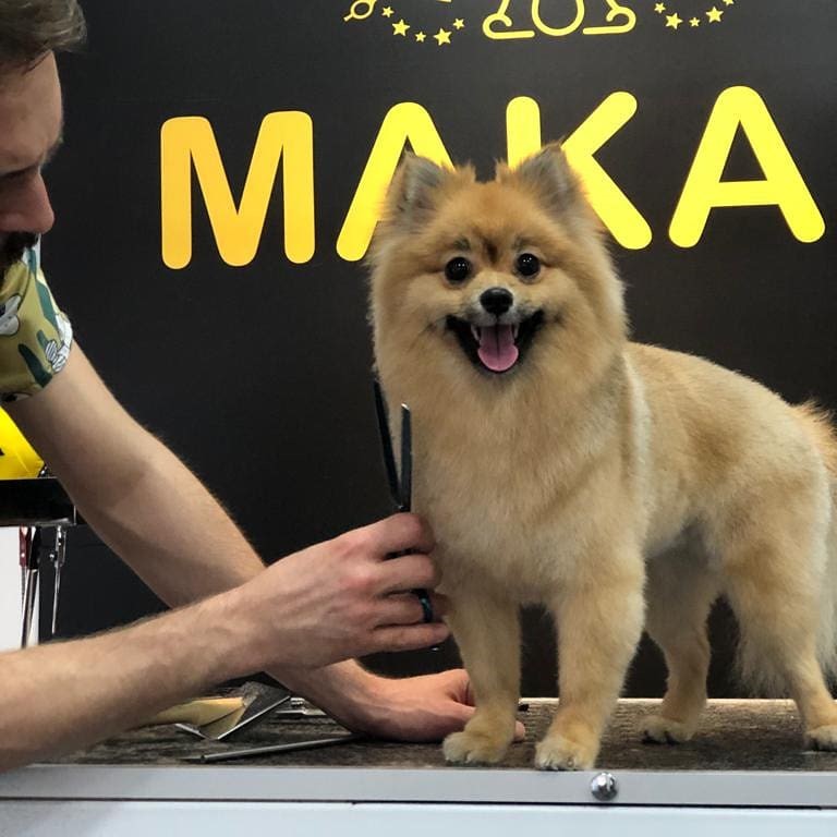 Etiler Pet Kuaför